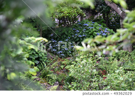 A picture of moss-like grass growing up between the stones in Jeju Island 49362029