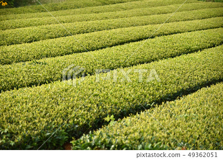 根據濟州島的外觀的綠茶領域，綠茶口風箏的照片 49362051