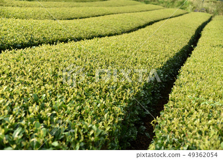 這是一張強調濟州島綠茶田的照片。 49362054