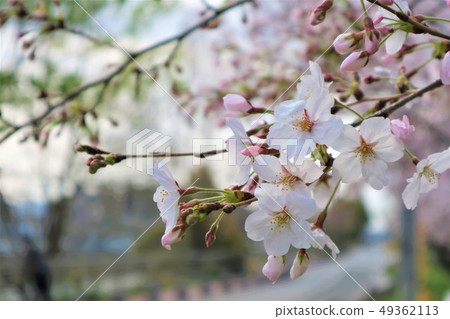 Cherry at the end of the road 49362113