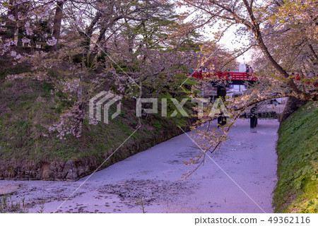 Aomori Hirosaki Castle flower buds Cherry blossom petals floating on a coffin Aomori Hirosaki Castle flower buds Cherry blossom petals floating on a coffin 49362116