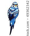 Bird 49362342