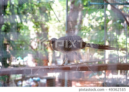 Birds are beautiful poultry. 49362585