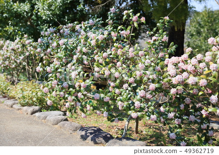 達芙妮花 49362719
