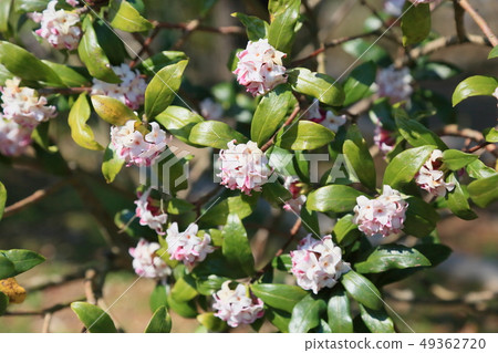 Daphne flower Daphne flower 49362720