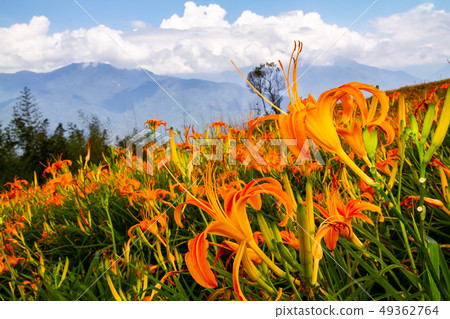 台灣花蓮富里六十石山金針花海Asia Taiwan Hualien Mountains 49362764