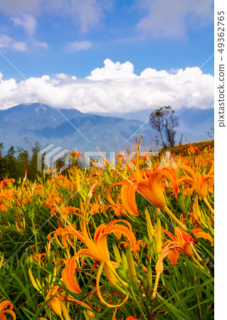 台灣花蓮富里六十石山金針花海Asia Taiwan Hualien Mountains 49362765