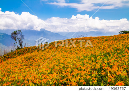 台灣花蓮富里六十石山金針花海Asia Taiwan Hualien Mountains 台灣花蓮富里六十石山金針花海Asia Taiwan Hualien Mountains 49362767