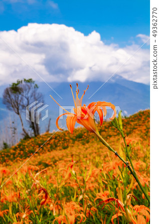 台灣花蓮富里六十石山金針花海Asia Taiwan Hualien Mountains 49362770