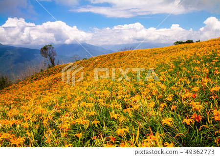 台灣花蓮富里六十石山金針花海Asia Taiwan Hualien Mountains 49362773