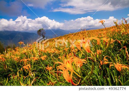 台灣花蓮富里六十石山金針花海Asia Taiwan Hualien Mountains 49362774