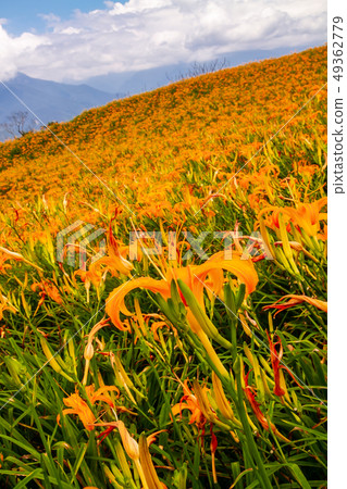台灣花蓮富里六十石山金針花海Asia Taiwan Hualien Mountains 49362779