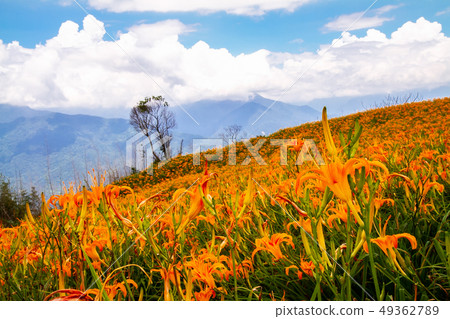 台灣花蓮富里六十石山金針花海Asia Taiwan Hualien Mountains 49362789