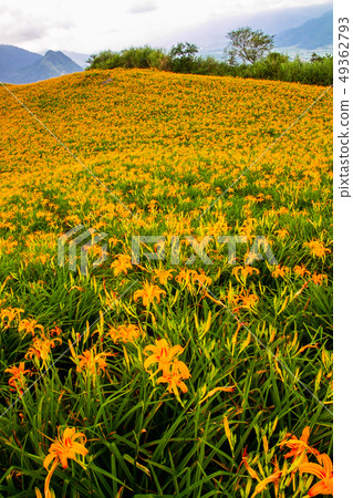 台灣花蓮富里六十石山金針花海Asia Taiwan Hualien Mountains 49362793