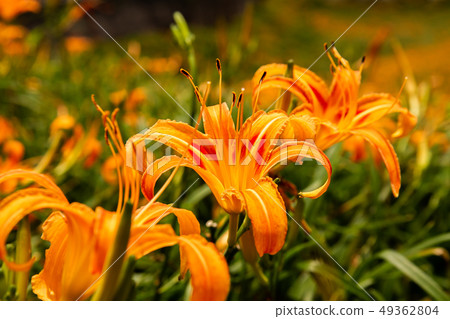 台灣花蓮富里六十石山金針花海Asia Taiwan Hualien Mountains 台灣花蓮富里六十石山金針花海Asia Taiwan Hualien Mountains 49362804