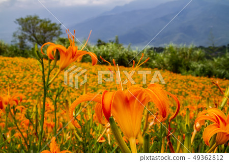 台灣花蓮富里六十石山金針花海Asia Taiwan Hualien Mountains 49362812