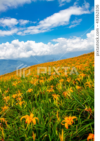 台灣花蓮富里六十石山金針花海Asia Taiwan Hualien Mountains 49362836