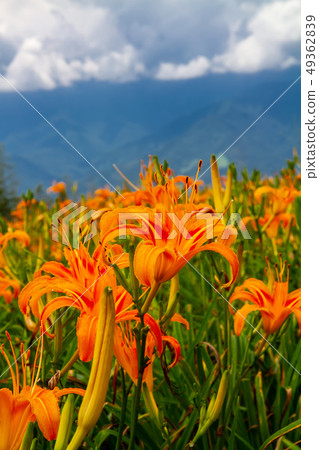 台灣花蓮富里六十石山金針花海Asia Taiwan Hualien Mountains 49362839