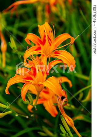 台灣花蓮富里六十石山金針花海Asia Taiwan Hualien Mountains 49362882