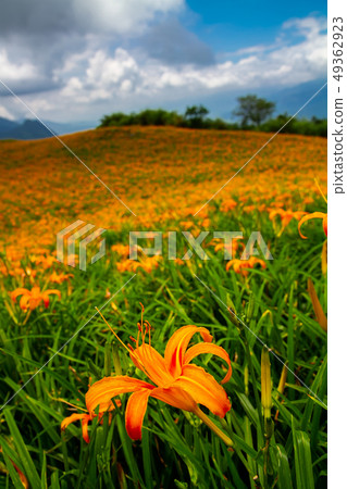 台灣花蓮富里六十石山金針花海Asia Taiwan Hualien Mountains 49362923