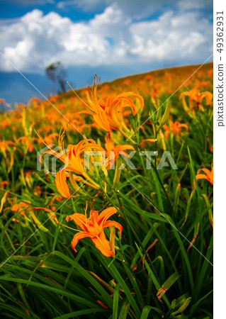台灣花蓮富里六十石山金針花海Asia Taiwan Hualien Mountains 49362931