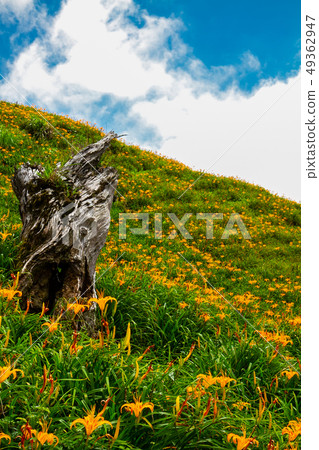 Taiwan Hualien Fuli Sixty Stone Mountain Golden Needle Flower Asia Taiwan Hualien Mountains 49362947