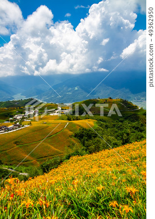 台灣花蓮富里六十石山金針花海Asia Taiwan Hualien Mountains 49362950