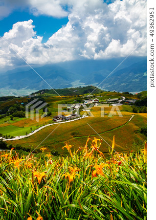 台灣花蓮富里六十石山金針花海Asia Taiwan Hualien Mountains 49362951