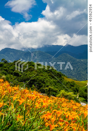 台灣花蓮富里六十石山金針花海Asia Taiwan Hualien Mountains 台灣花蓮富里六十石山金針花海Asia Taiwan Hualien Mountains 49362954