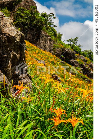 台灣花蓮富里六十石山金針花海Asia Taiwan Hualien Mountains 49363003