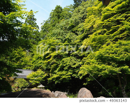 Nanzenji Honbo with fresh greenery 49363143