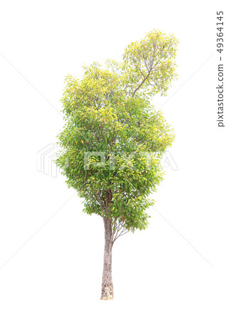 Closeup  Bullet Wood (Mimusops elengi Linn) Tree 49364145