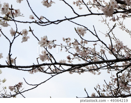 Cherry blossoms in the park 49364219