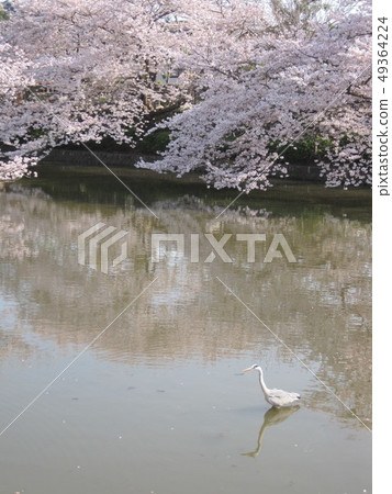   櫻花在湖邊 49364224