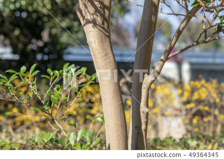 Hisakazaki（Tsubakiaceae）木皮，木絲，木葉，船體，樹皮，木紋，花，芽） 49364345