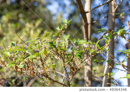 Hisakazaki (Tsubakiaceae) wood skin, wood silk, wood leaf, hull, bark, wood grain, flower, bud) Hisakazaki (Tsubakiaceae) wood skin, wood silk, wood leaf, hull, bark, wood grain, flower, bud) 49364346