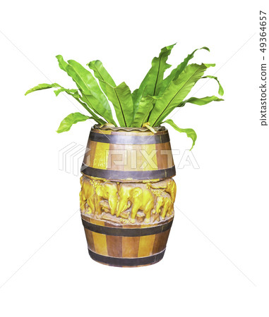 Green tree in carving oak barrels isolated on whit Green tree in carving oak barrels isolated on whit 49364657