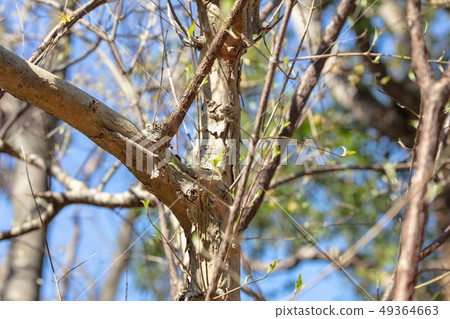 Sanshuyu(Midokiaceae)木皮,木絲,木葉,船體,樹皮,木紋,花,芽,果實) Sanshuyu(Midokiaceae)木皮,木絲,木葉,船體,樹皮,木紋,花,芽,果實) 49364663