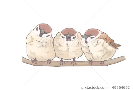 Arcte coerula Arcte coerula 49364692