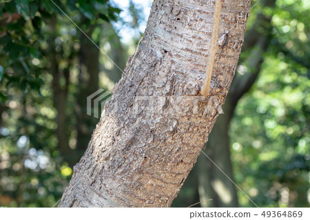 Yamazakura（玫瑰家族）木皮，木絲，木葉，船體，樹皮，木紋，花，芽，水果） 49364869