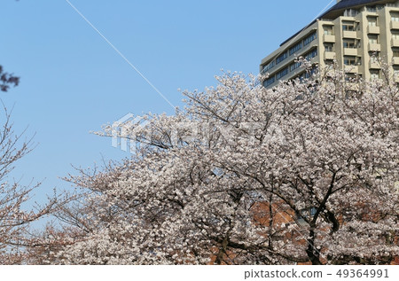 Cherry Blossoms	 49364991