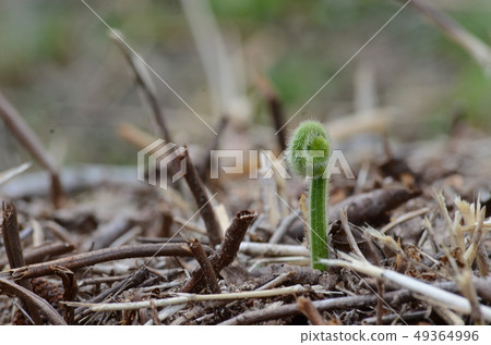 Plant fern Plant fern 49364996