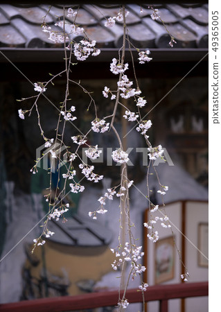 Cherry blossoms Cherry blossoms 49365005