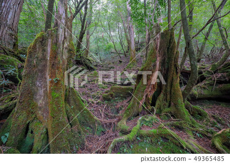 屋久島森林 屋久島森林 49365485