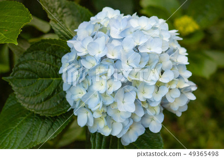 繡球花圖像，繡球花，繡球花 49365498