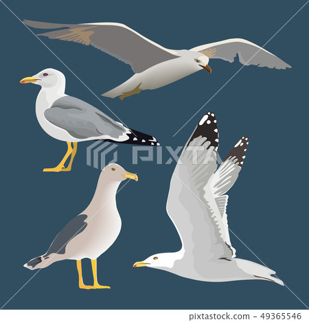 Set of 4 sea gulls. Hovering, soaring, standing 49365546