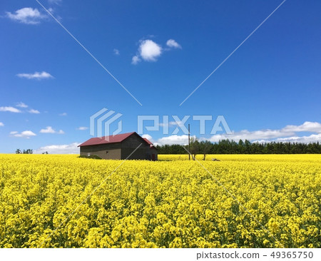 A house floating in a rape field A house floating in a rape field 49365750