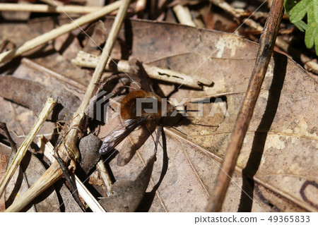 Velvet tree Abu 49365833