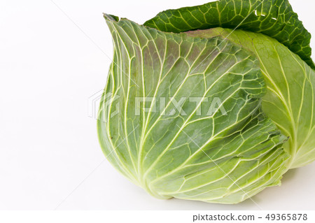 cabbage cabbage 49365878
