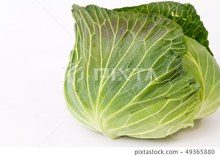 捲心菜 捲心菜 49365880